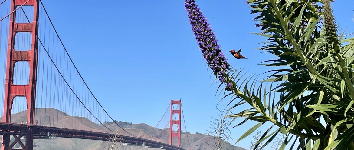 Colibri et Golden Gate Bridge