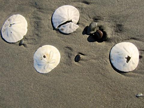 [Photo : coquillages Sand Dollars sur la plage]